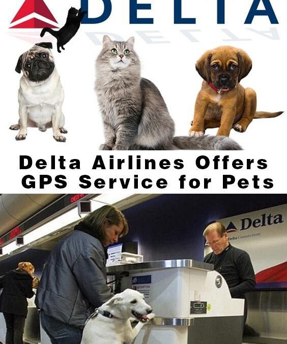애완동물 비행 모니터링 서비스