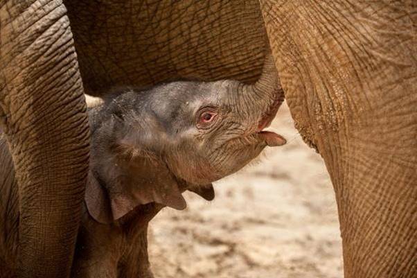 아기코끼리 탄생 스토리로 동물원을 살린, 안트베르펜 동물원