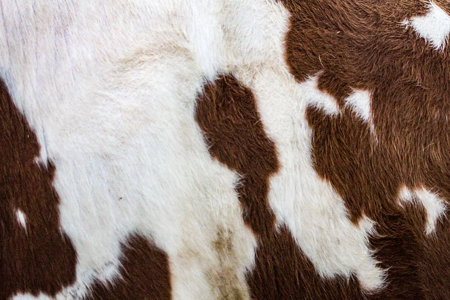 Calf-Skin