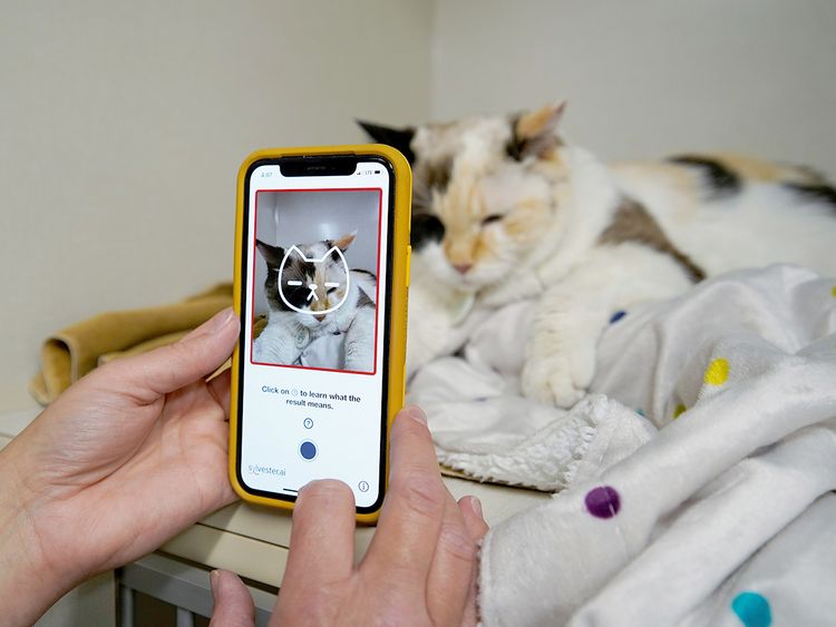 고양이 사진으로 건강상태를 알려주는 앱