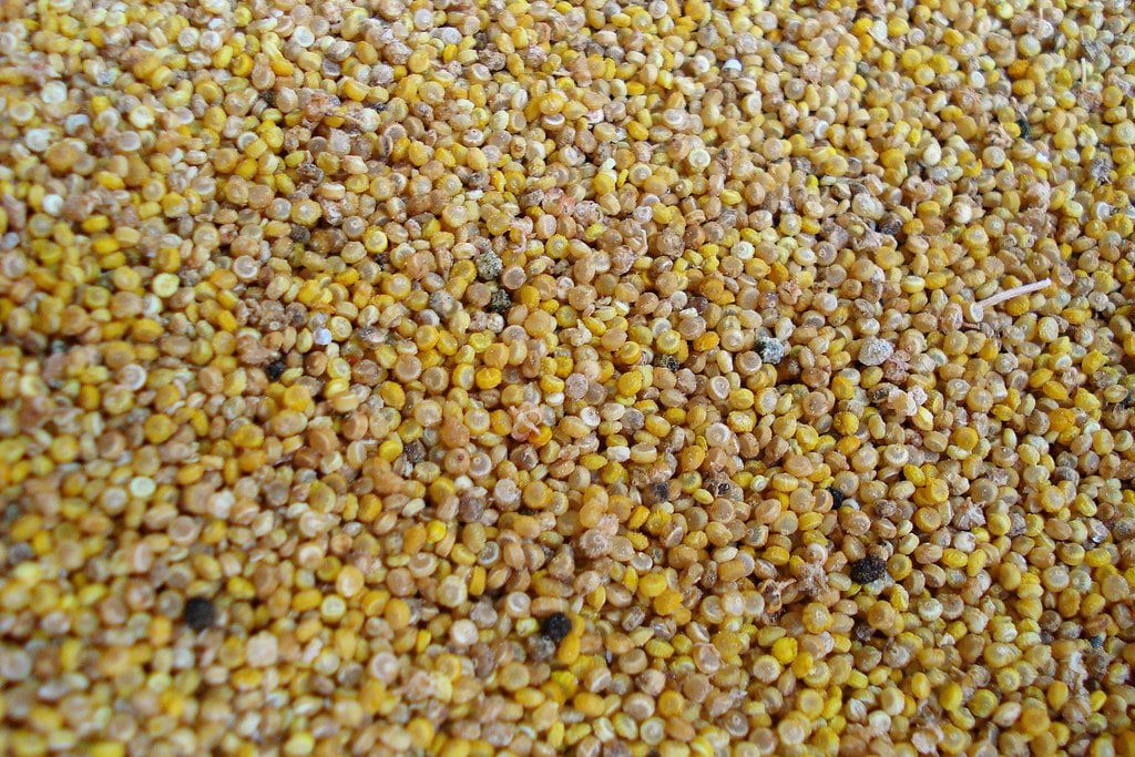 Quinoa