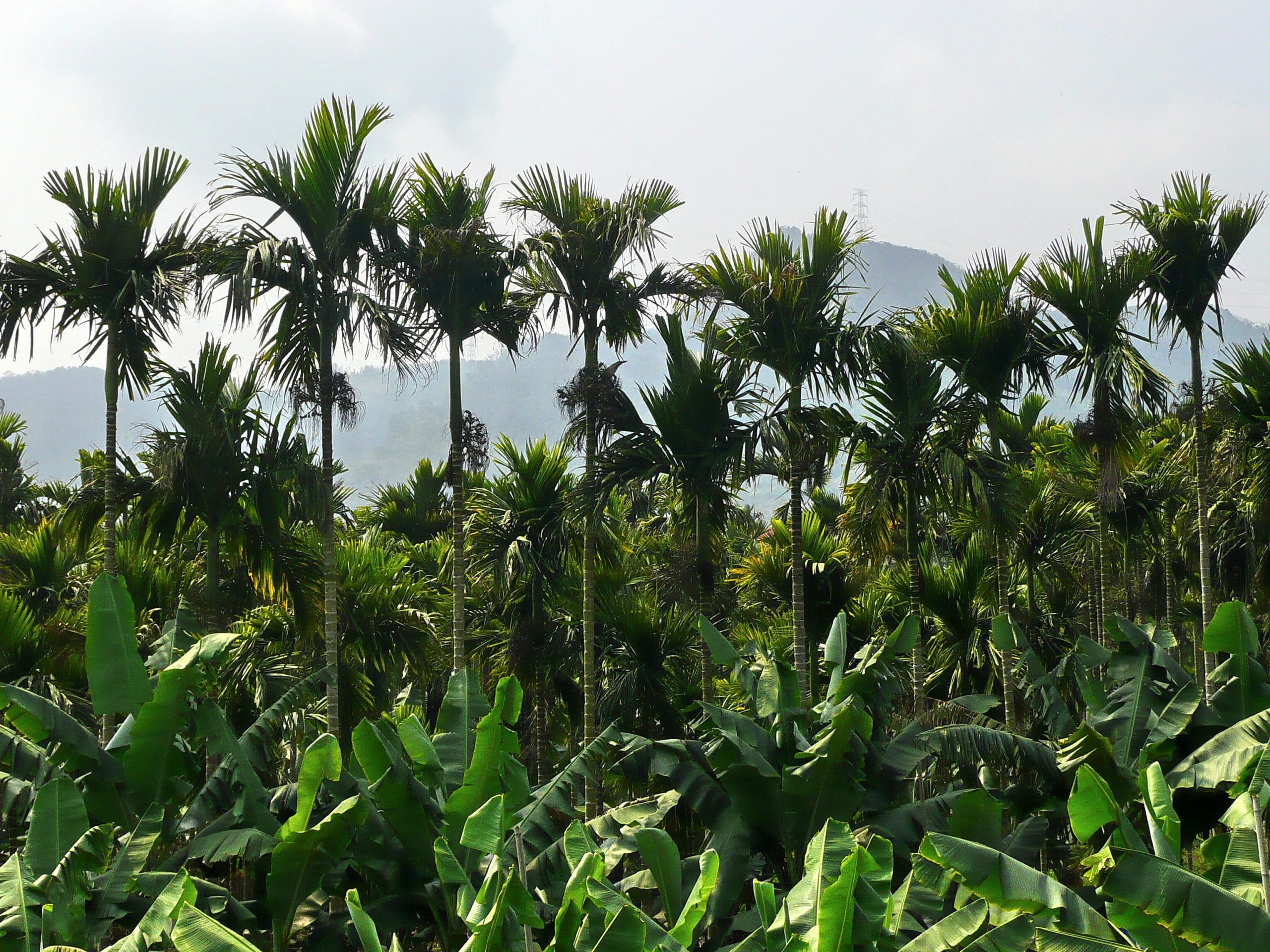 a-betel-palm