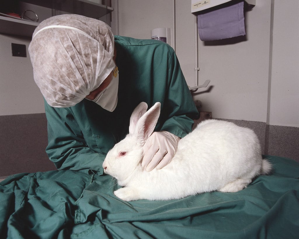 animal-testing