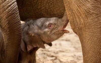 아기 코끼리의 탄생, 동물원을 살리다