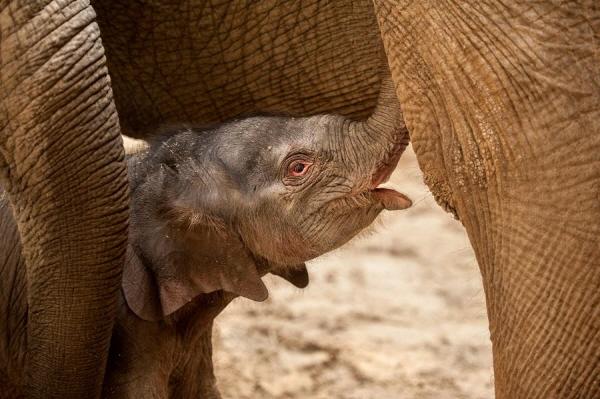아기 코끼리의 탄생, 동물원을 살리다