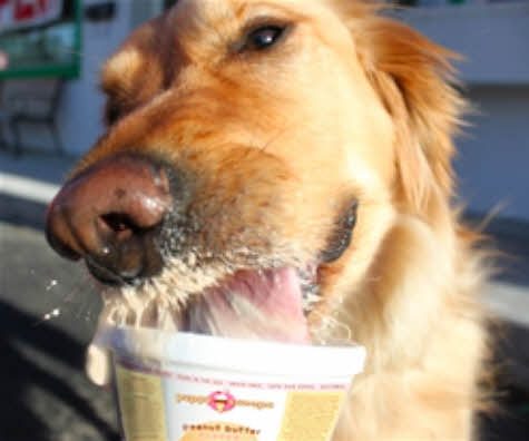 강아지용 아이스크림