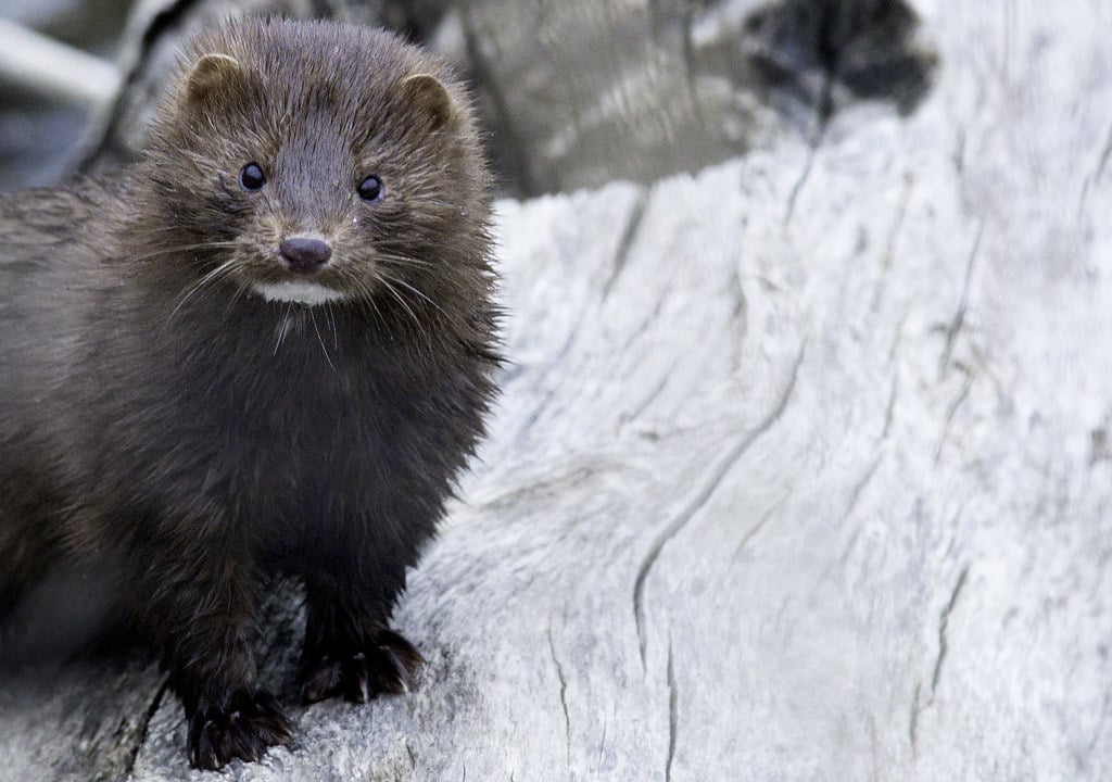 mink