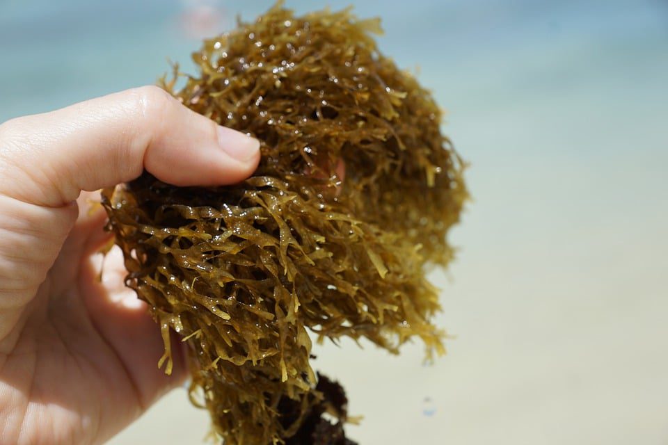 seaweed