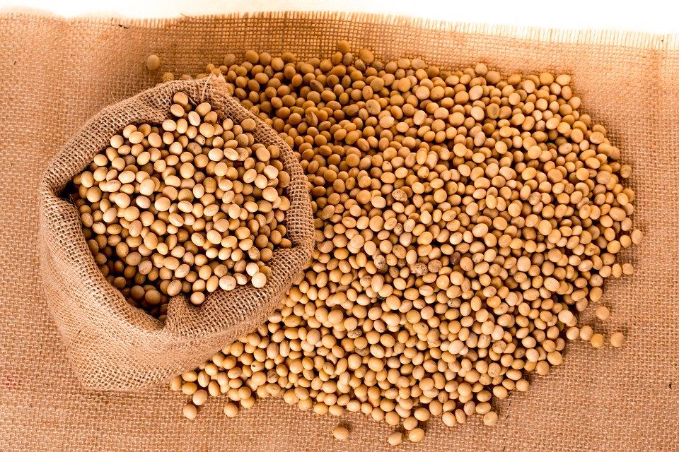 soybeans_gmo
